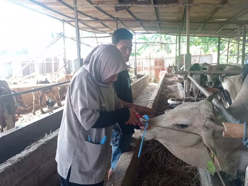 Jamin Kesehatan Hewan Kurban, Dinas Pertanian Padang Lakukan Pemeriksaan Jamin Kesehatan Hewan Kurban, Dinas Pertanian Padang Lakukan Pemeriksaan