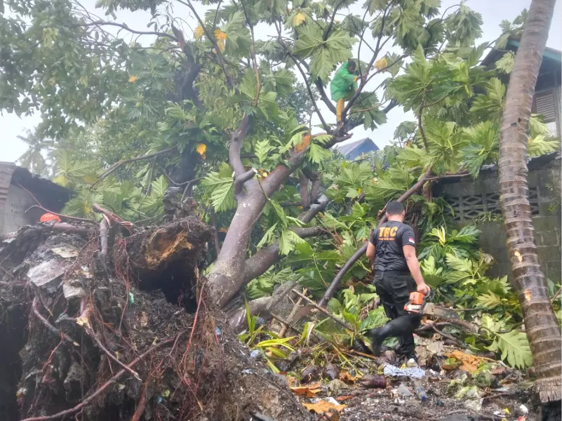 Hujan Lebat Guyur Kota Padang, Sejumlah Pohon Bertumbangan Hujan Lebat Guyur Kota Padang, Sejumlah Pohon Bertumbangan