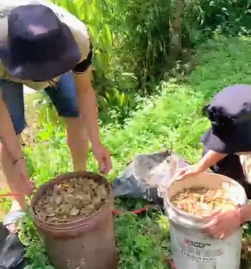 Mahasiswa Unitas Jawab Keluhan Petani, Hasilkan Pupuk Cair Organik di Lokasi KKN